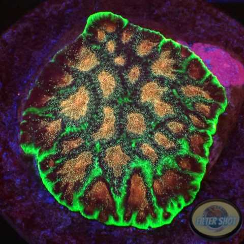 Favia spp. „Bejeweled“ WYSIWYG