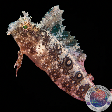 Petroscirtes mitratus „Segelflossen-Säbelzähner“