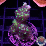 Montipora capitata „Berry“