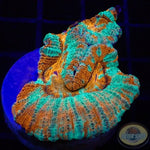 Australophyllia wilsoni „Lord of the Ocean“ WYSIWYG