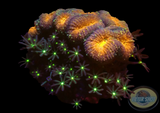 Lobophyllia spp. „Hint of Knopia“ WYSIWYG „AD Special“