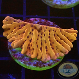 Montipora spp. „Flaming Phoenix“🐦‍🔥 AD Special