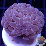 Euphyllia baliensis „Purple Gold“