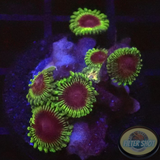 Krustenanemonen „Bloodshot“ WYSIWYG „AD Special“