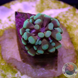 Euphyllia spp. „You Sexy MF.“ AD Sexual Recruits