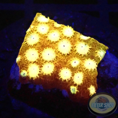 Cyphastrea spp. „Splendiferous“
