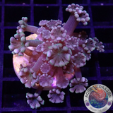 Alveopora spp. „Gigi“