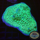 Montipora spp. „Berry Cap“ WYSIWYG „AD Special“