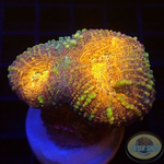 Lobophyllia spp. „Golden Pumpkin“ WYSIWYG