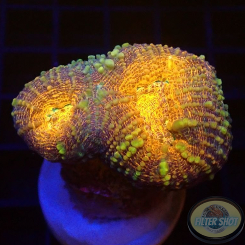 Lobophyllia spp. „Golden Pumpkin“ WYSIWYG