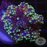 Ricordea yuma „Deep Purple“ WYSIWYG „AD Special“