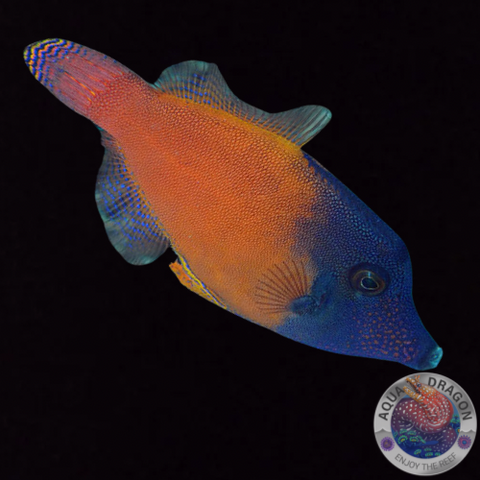 Pervagor melanocephalus „Schwarzkopf-Feilenfisch“