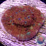 Echinophyllia spp. „Hunter“ WYSIWYG „AD Special“
