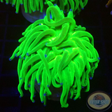 Euphyllia glabrescens „Toxic Blueberry“