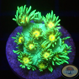Goniopora spp. „Sunny“