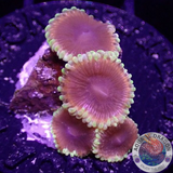 Krustenanemonen „Mesosphere“ WYSIWYG