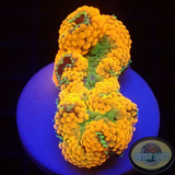 Ricordea florida „Shyne“ WYSIWYG „AD Special“