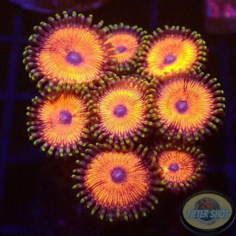 Krustenanemonen „Agent Orange“ WYSIWYG