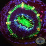 Micromussa spp. „Jumanji“ AD Special