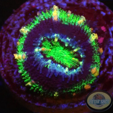 Micromussa spp. „Jumanji“ AD Special