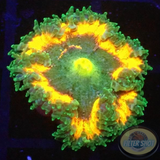 Phymanthus crucifer WYSIWYG