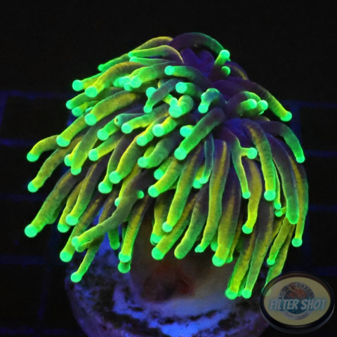 Euphyllia glabrescens „Gold Dragon“