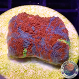 Echinophyllia aspera 🌈 „Rainbow Bugatti“ WYSIWYG