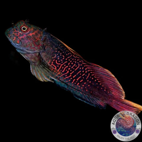 Cirripectes stigmaticus „Rottupfen Schleimfisch“