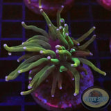 Euphyllia glabrescens „USA“ WYSIWYG „AD Special“