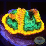 Favia spp. „Yellow Submarine“ WYSIWYG