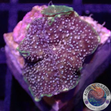 Discosoma spp. „Purple Disco“ WYSIWYG „AD Special“