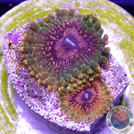 Krustenanemonen „GMK“