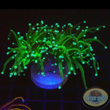 Euphyllia glabrescens „Grinch“