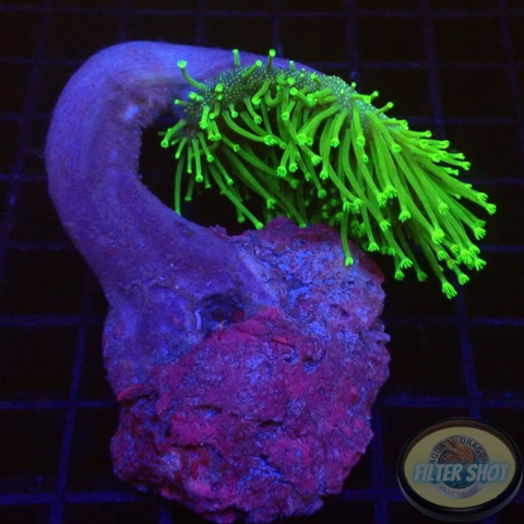 Sarcophyton spp. „Toxic Weep“ WYSIWYG