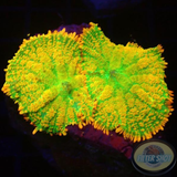 Rhodactis spp. „Tequila Sunrise“ WYSIWYG „AD Special“