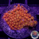 Bernardpora spp. „Mickey“ AD Special