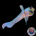 Opistognathus aurifrons „Goldstirn-Brunnenbauer“