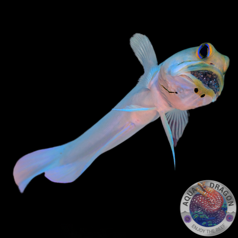 Opistognathus aurifrons „Goldstirn-Brunnenbauer“