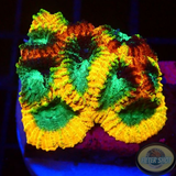 Favia spp. „Yellow Submarine“ WYSIWYG
