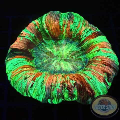 Trachyphyllia geoffroyi „Metamorphose“ WYSIWYG
