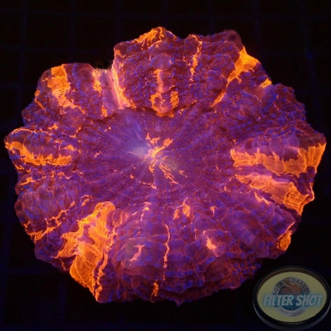 Acanthophyllia deshayesiana „Deadpool“ WYSIWYG