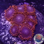 Krustenanemonen „Fire“