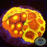 Favia spp. „Fusion“ WYSIWYG