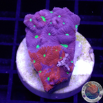 Favites spp. „Ultra Warrior“ WYSIWYG „AD Special“