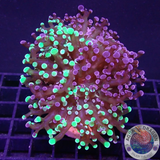 Euphyllia paradivisa „Grafted“ AD Special