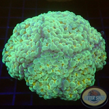 Euphyllia baliensis „Banana“ WYSIWYG