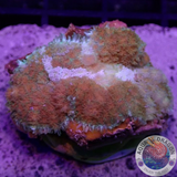 Rhodactis spp. „Cochabamba“ WYSIWYG „AD Special“