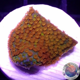 Montipora spp. „Marvelous“ AD Special