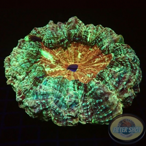 Acanthophyllia deshayesiana „Soho“ WYSIWYG