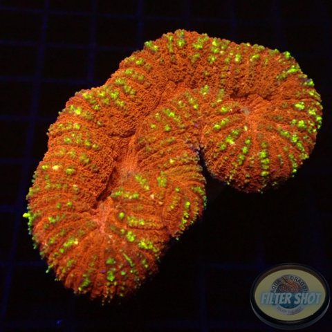 Lobophyllia spp. „Sugar Spark“ WYSIWYG